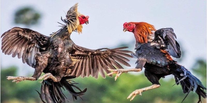 Tìm hiểu các loại gà đá phổ biến tại chợ tốt quận 8